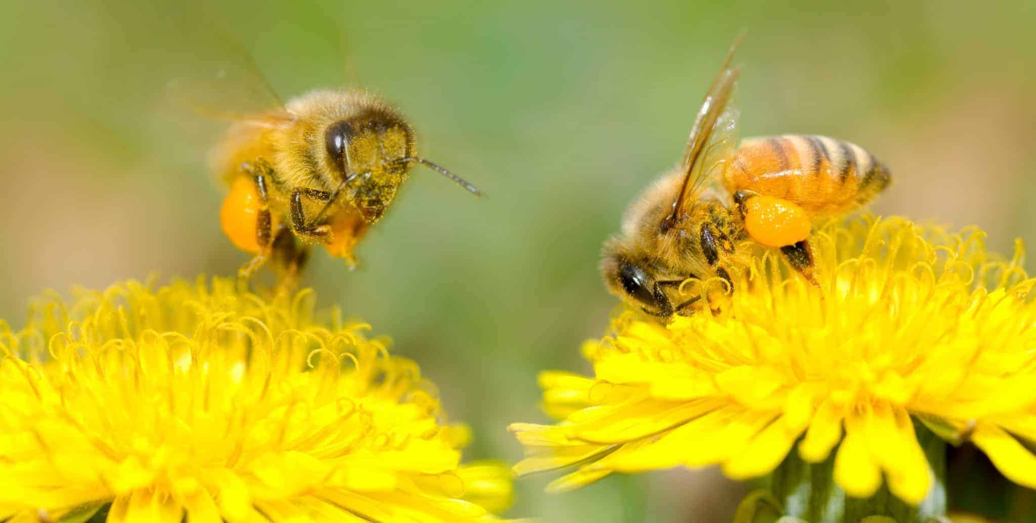 Exploring The Process Of Pollination PerfectBee