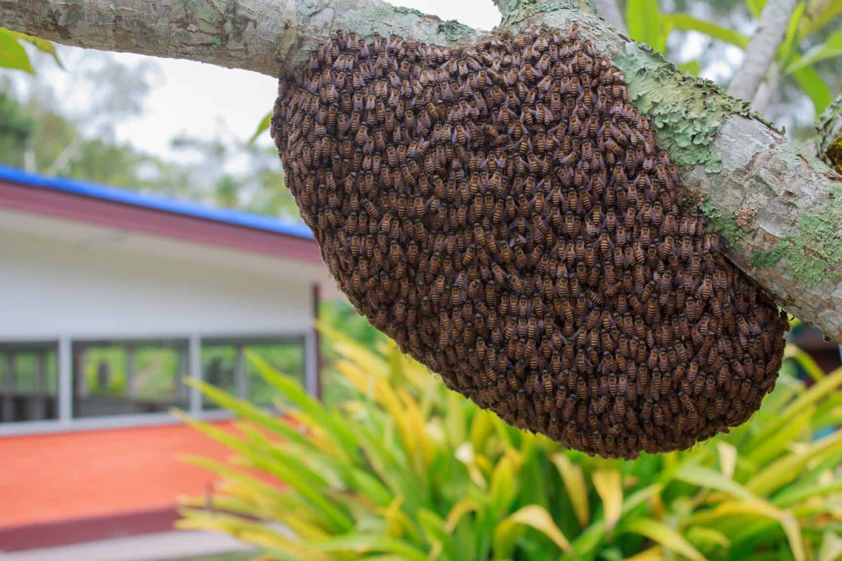 capturing-and-installing-a-swarm-of-bees