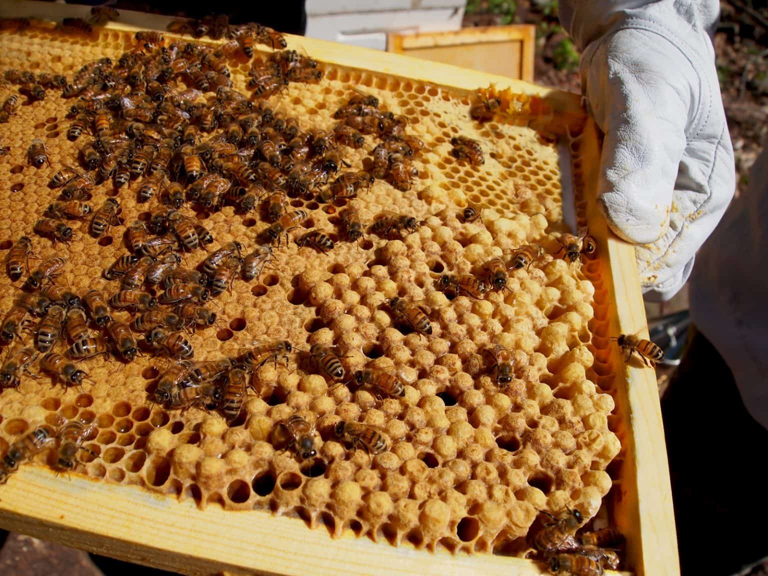 Managing Hive Capacity - PerfectBee