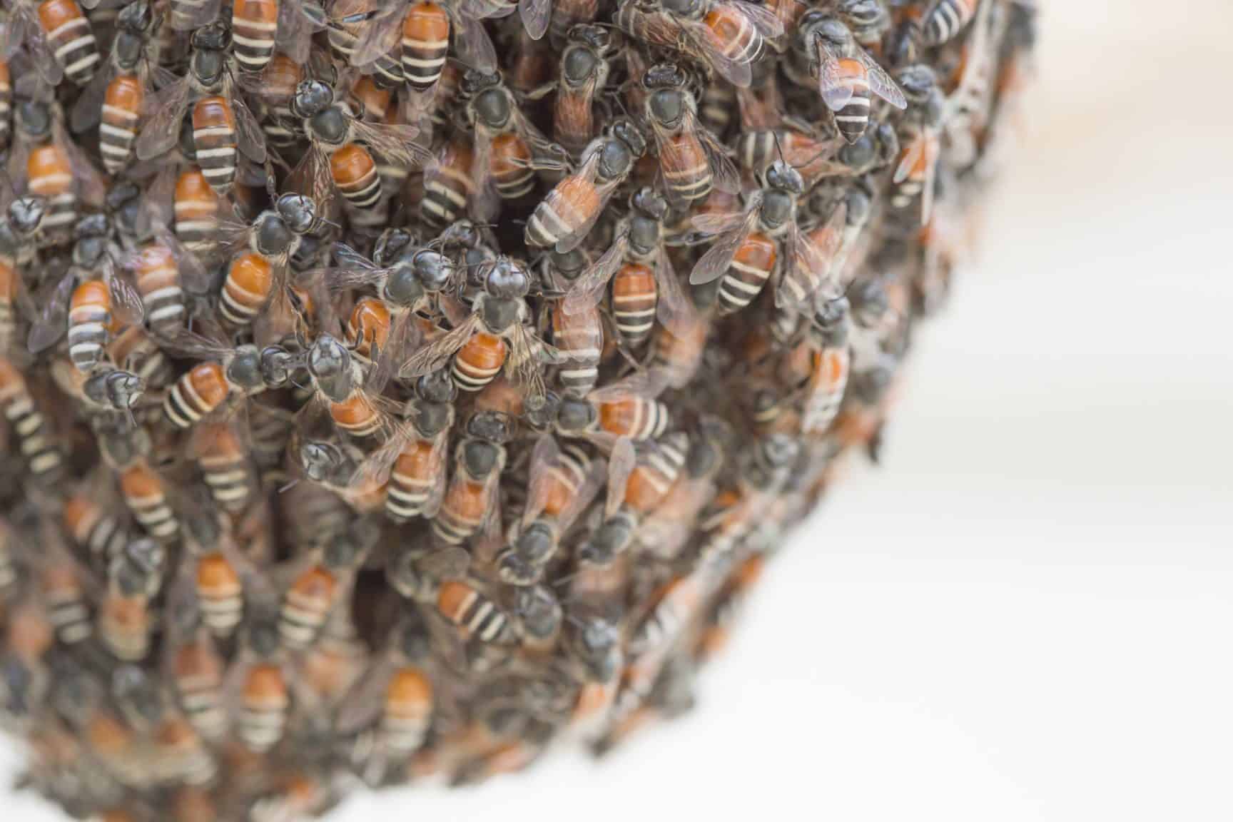 Why And How Bees Swarm Perfectbee