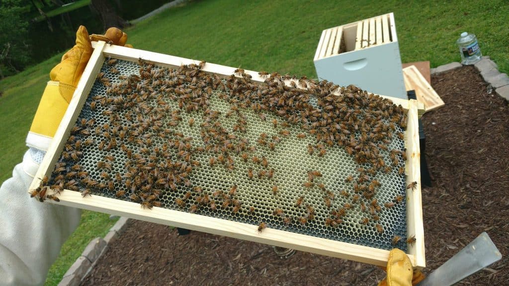 Setting Up A Langstroth Hive - PerfectBee