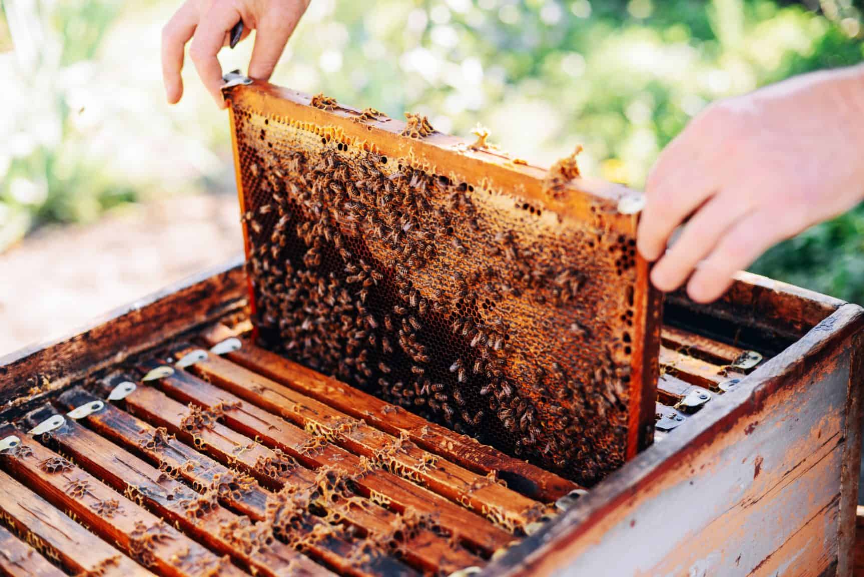 Considering The Joys Of Beekeeping - PerfectBee