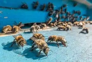 Beehive Robbing & How to Manage It in Your Bee Yard