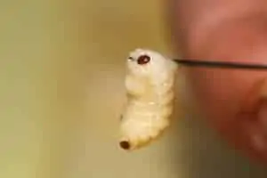 Varroa on larva