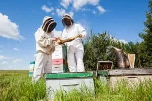 6 ways to join the beekeeping community