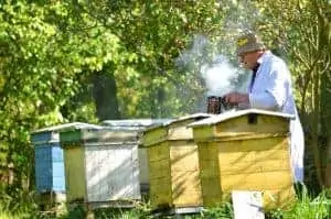 Beekeeper using smoker