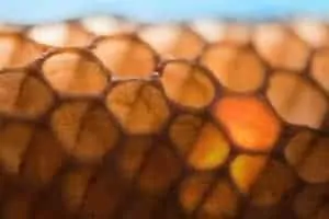 The story of a single cell within a beehive