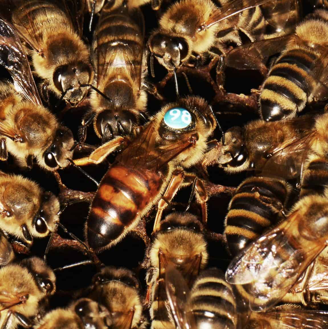The Queen Bee: her birth, life and death