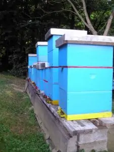 Don’t Forget to Take Video of Your First Hives