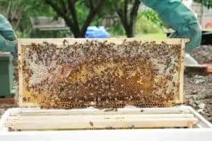 Where can I find tips for completing a beehive installation?