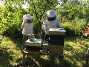 How To Get Your Kids Involved In Beekeeping