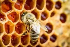 The Beekeeper’s Role in Avoiding Colony Starvation