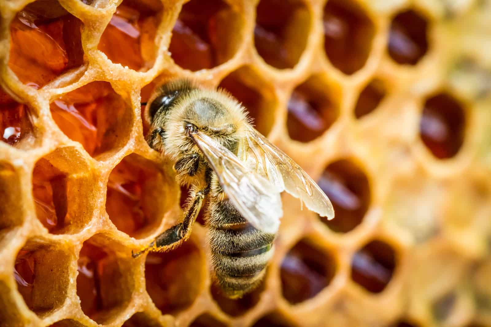 Bees make wax out of honey 