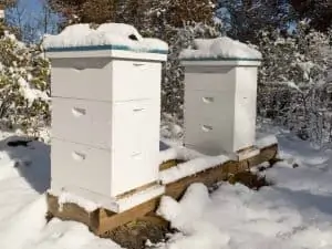 Checking Your Beehive Has Signs of Life