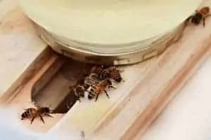 How to Feed Honeybee Colonies