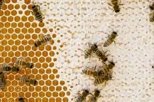 Harvesting Honey from Your Beehive