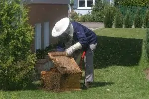 What You Should Consider Before Becoming An Urban Beekeeper