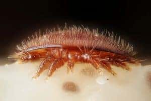 Varroa destructor