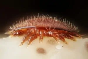 Obtaining and assessing varroa mite count