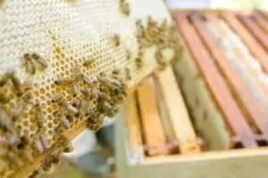 How often should I inspect my beehives?