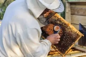 Why Beekeeping?