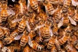 What is the role of a worker honeybee?