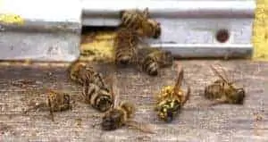 A Beehive Autopsy