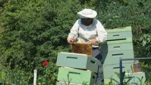 First Hive Check in the Spring