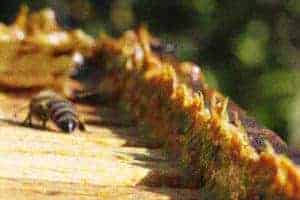 Propolis In Beehive