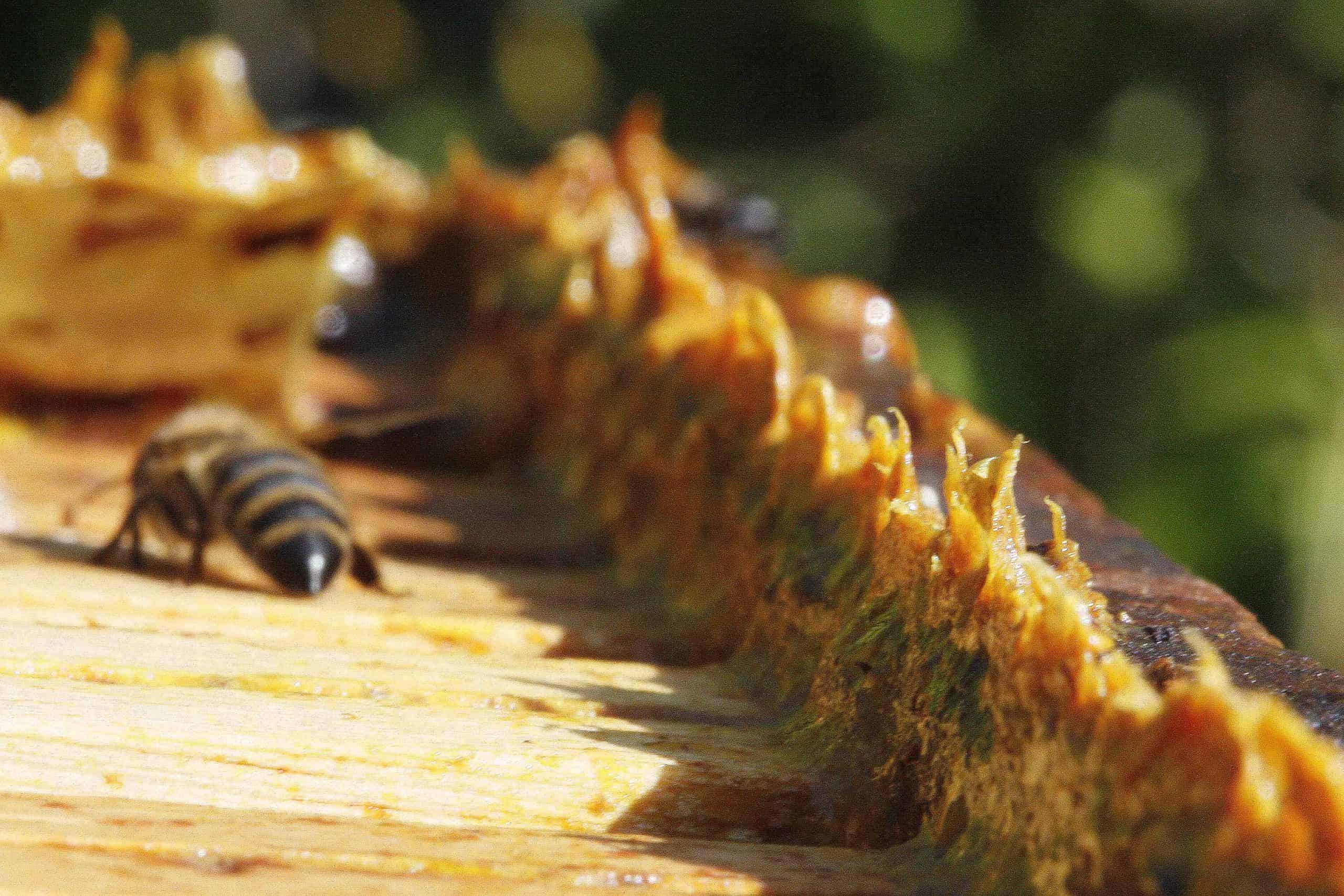 Strange comb in strange places - Honey Bee Suite