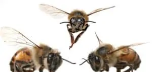 The language of bees