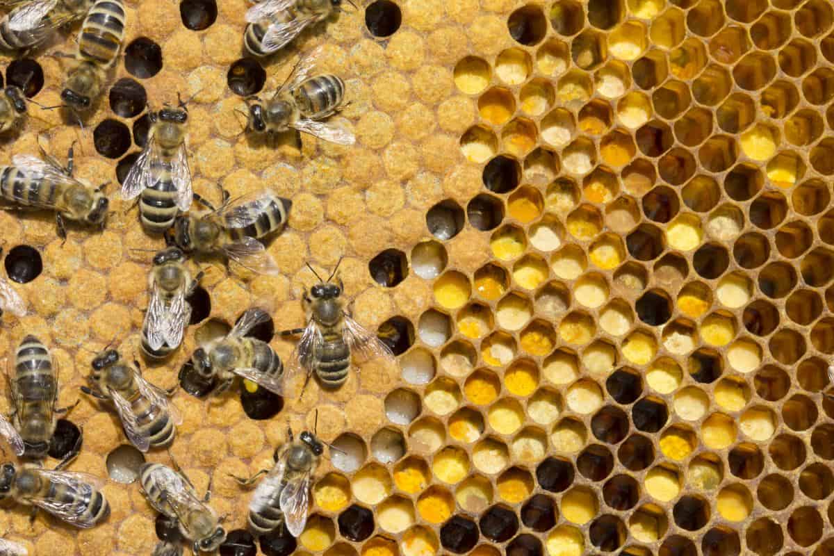 honey bee queen life cycle