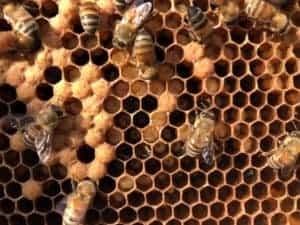 Brood Closeup