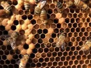 The Basics Of Requeening A Hive