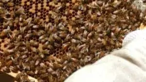 How do honeybees reproduce?