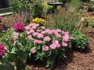 Tips & Tricks for Providing Pollinator-Friendly Plants