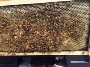 Newly Drawn Comb with Brood Pattern