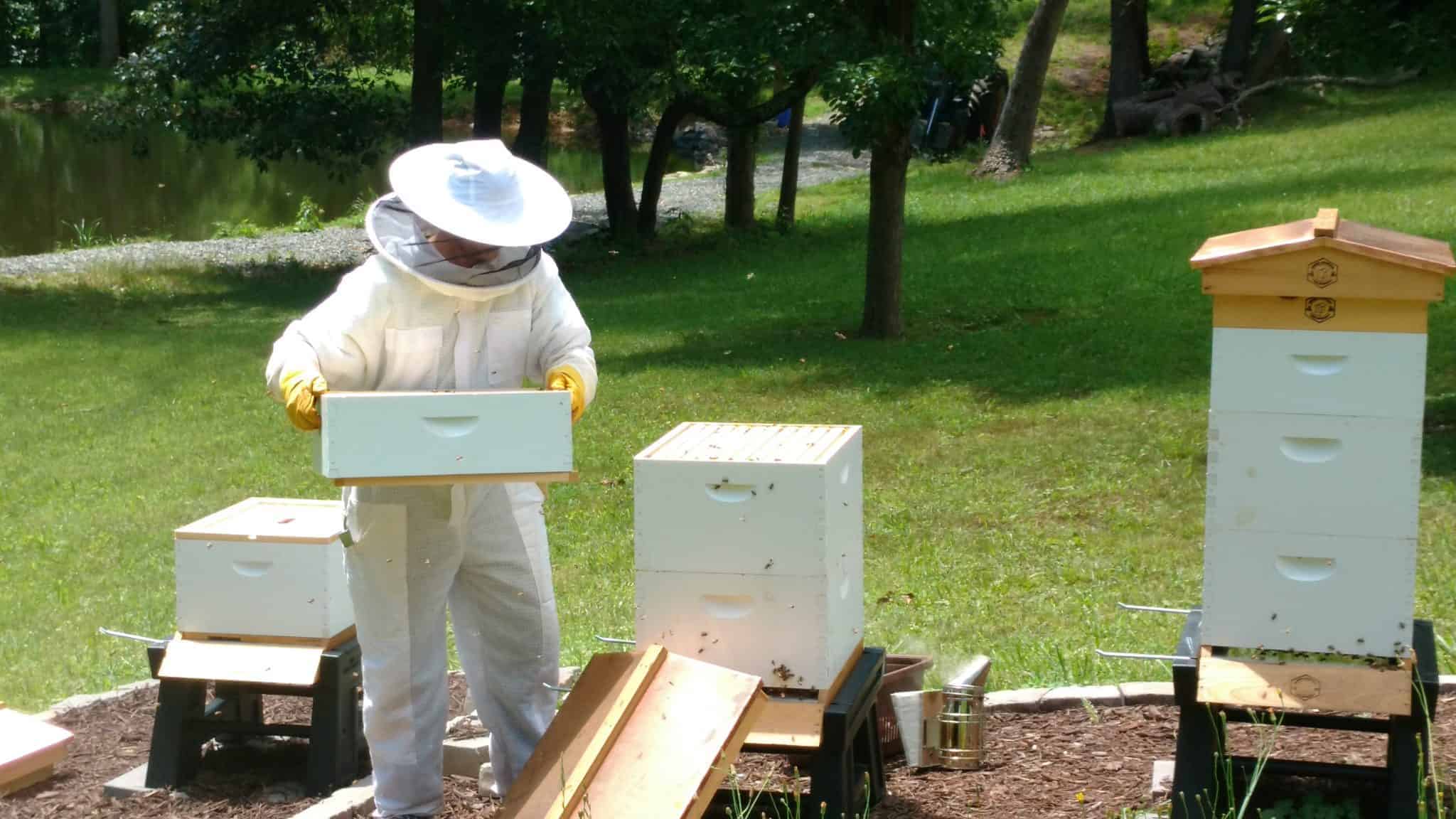 Beekeepers Benefit From The Hive Mind In Community Apiaries : The