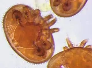 What is the Varroa Destructor Mite?