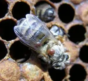 VSH and The Selective Breeding of Bees To Fight Varroa