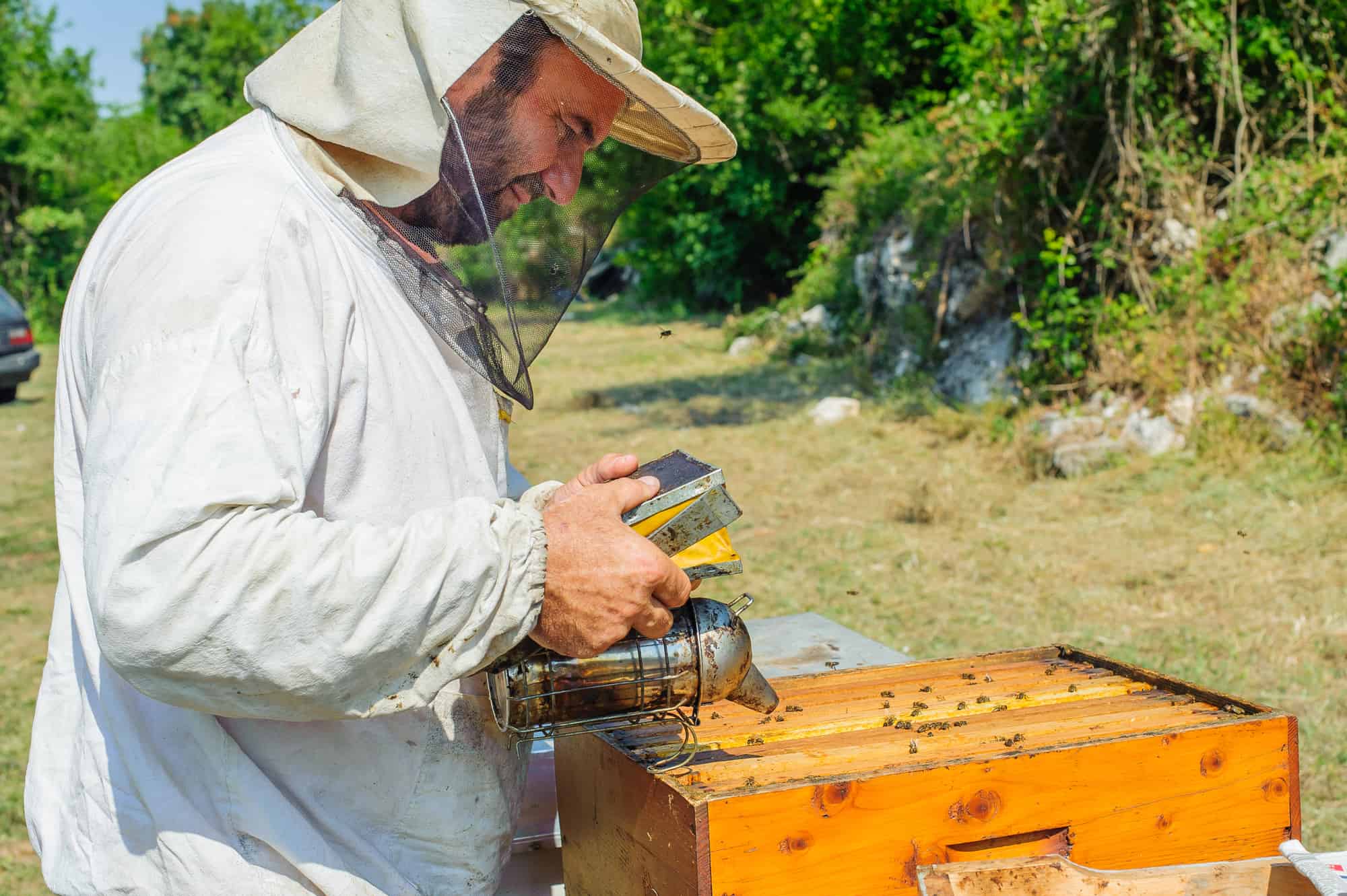 6 ways to join the beekeeping community - PerfectBee