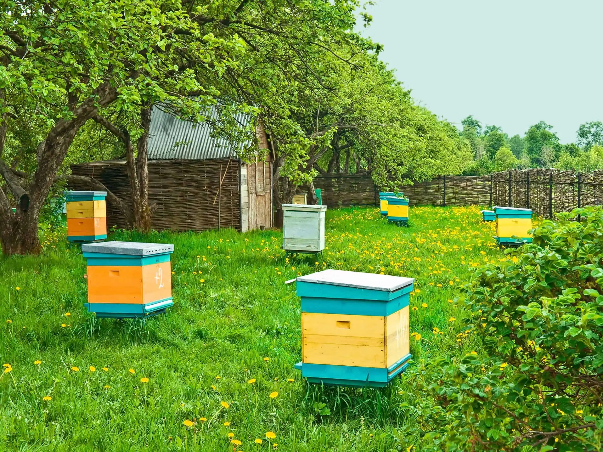 6 ways to join the beekeeping community - PerfectBee