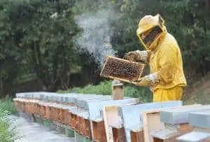 Can I let a beekeeper use my land for their beehives?