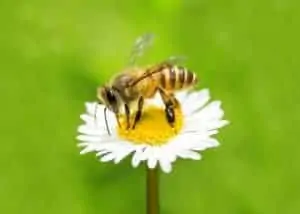 How Far Do Bees Forage?