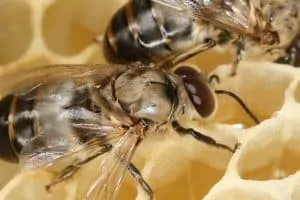 What is the role of the drone honeybee?