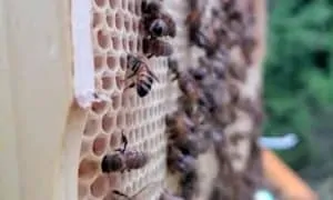 A BetterComb Hive Inspection