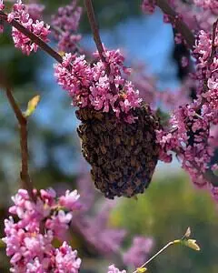 Why Honeybees Swarm