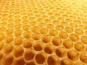 How do honeybees make beeswax?