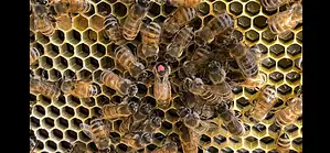 What is the role of a queen honeybee?