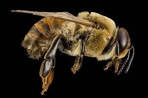 Do drone bees serve a purpose outside of mating?